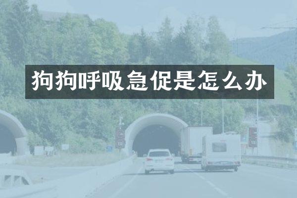 狗狗呼吸急促是怎么办
