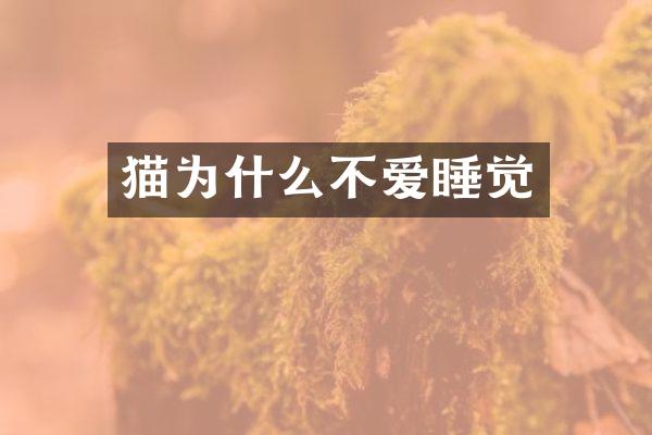 猫为什么不爱睡觉