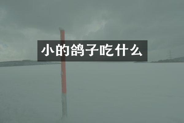 小的鸽子吃什么
