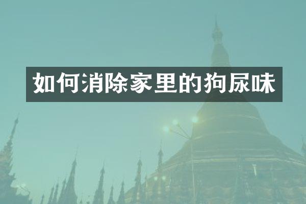 如何消除家里的狗尿味