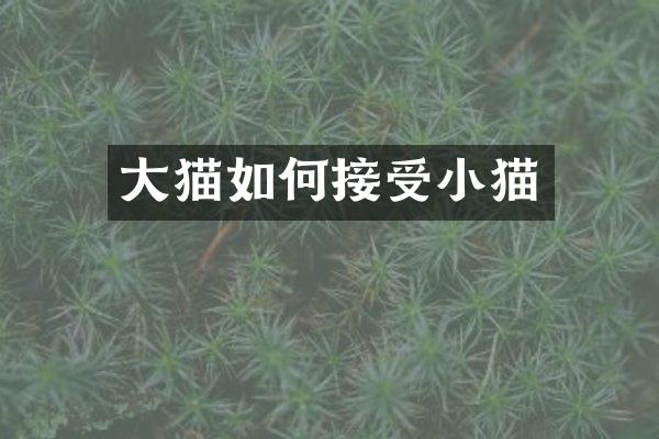 大猫如何接受小猫