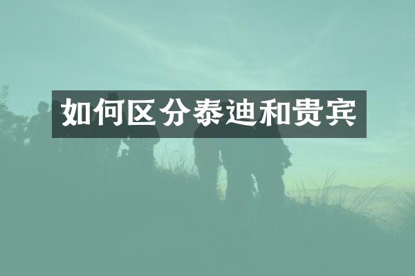 如何区分泰迪和贵宾