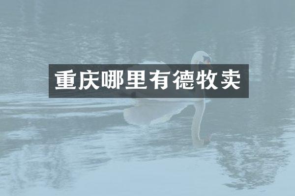 重庆哪里有德牧卖