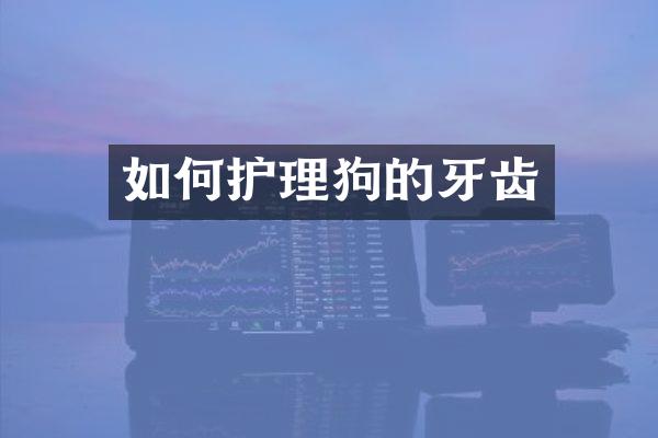 如何护理狗的牙齿