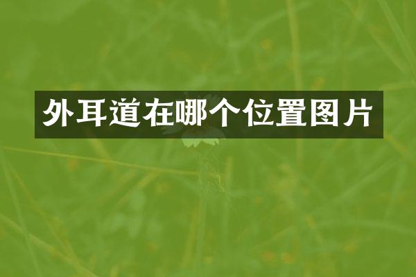 外耳道在哪个位置图片