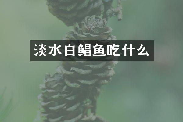 淡水白鲳鱼吃什么