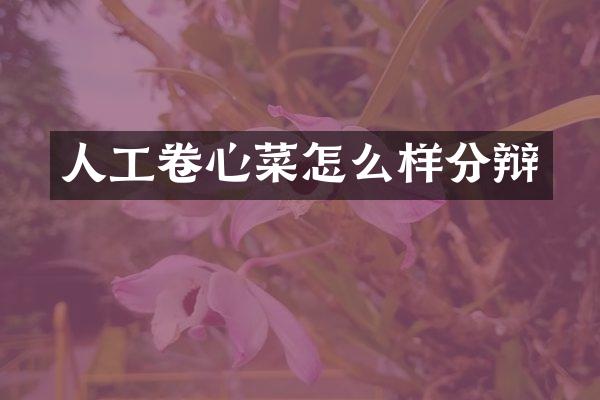 人工卷心菜怎么样分辩