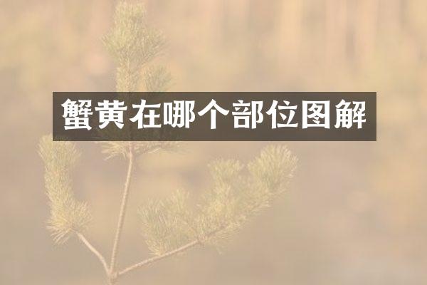 蟹黄在哪个部位图解