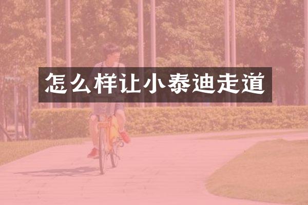 怎么样让小泰迪走道