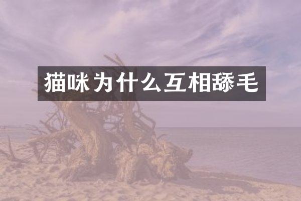 猫咪为什么互相舔毛