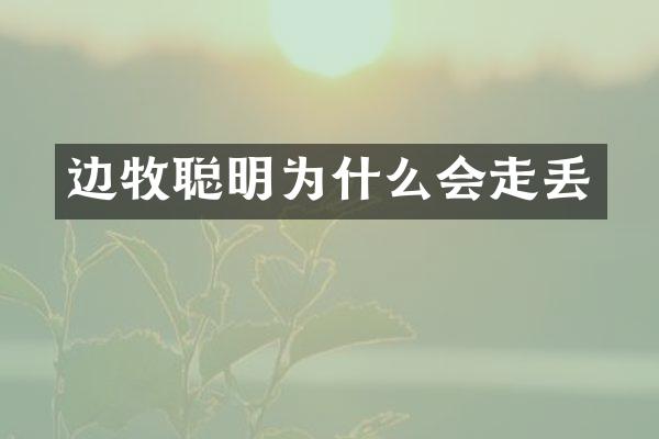 边牧聪明为什么会走丢