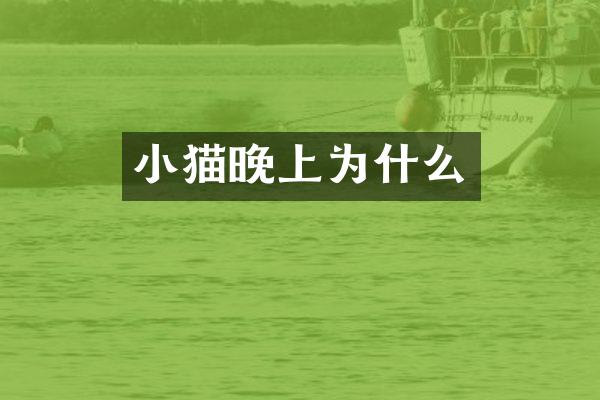 小猫晚上为什么