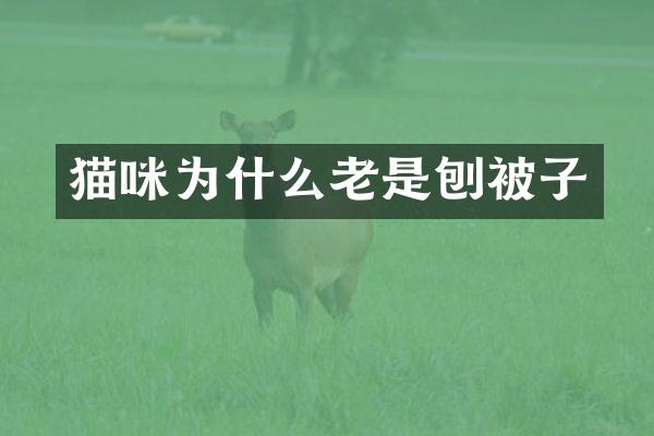 猫咪为什么老是刨被子
