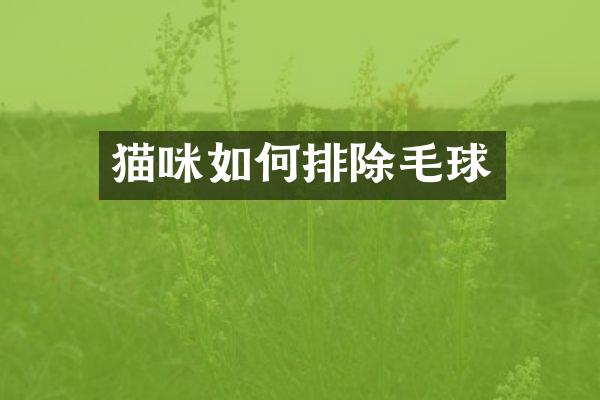 猫咪如何排除毛球