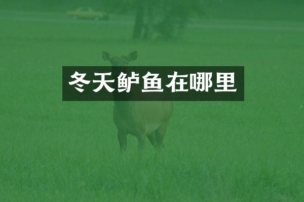冬天鲈鱼在哪里