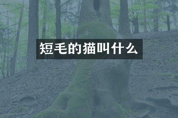 短毛的猫叫什么