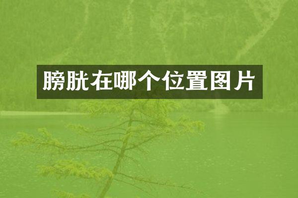 膀胱在哪个位置图片