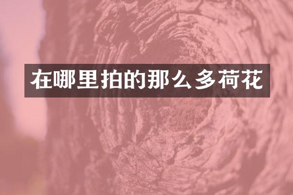 在哪里拍的那么多荷花