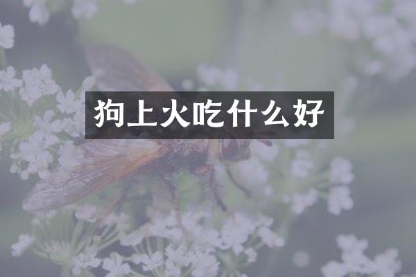 狗上火吃什么好
