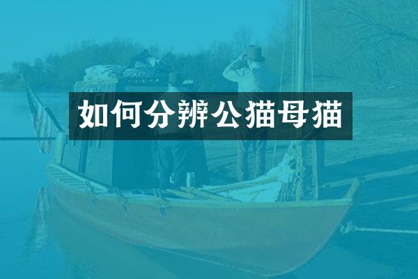 如何分辨公猫母猫