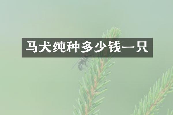马犬纯种多少钱一只