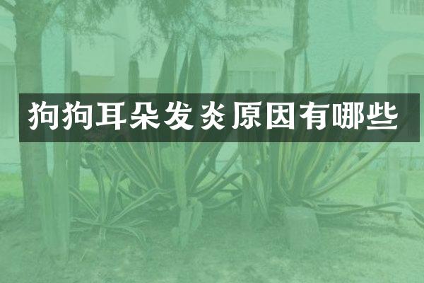 狗狗耳朵发炎原因有哪些