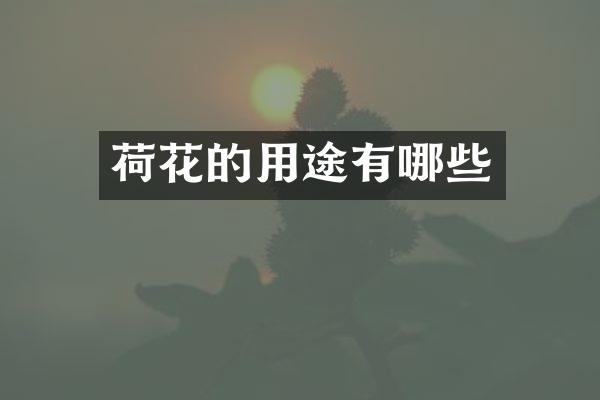 荷花的用途有哪些