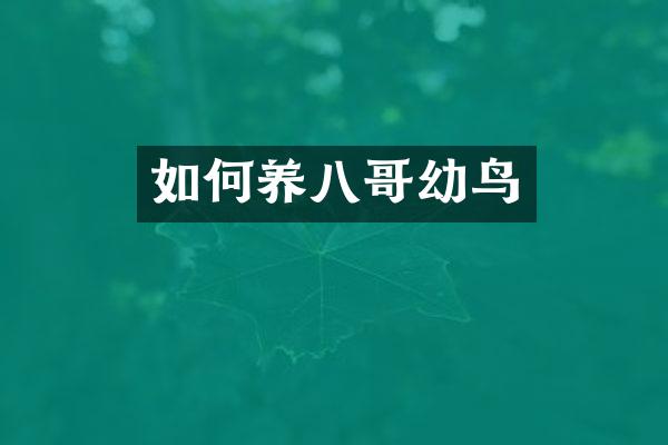 如何养八哥幼鸟