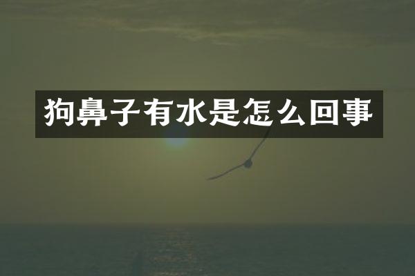 狗鼻子有水是怎么回事