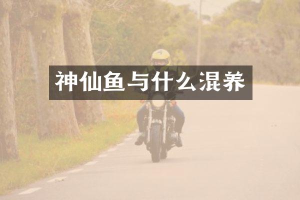 神仙鱼与什么混养