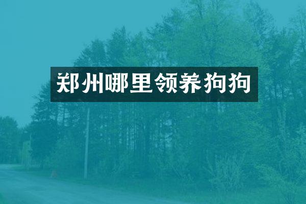 郑州哪里领养狗狗