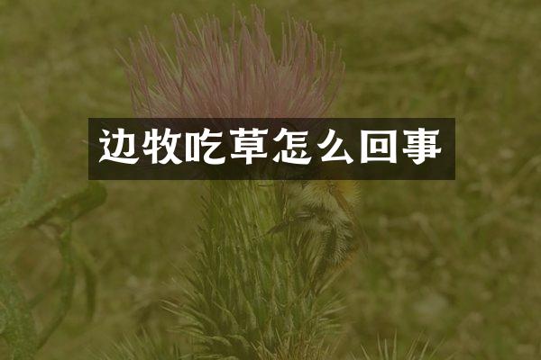 边牧吃草怎么回事