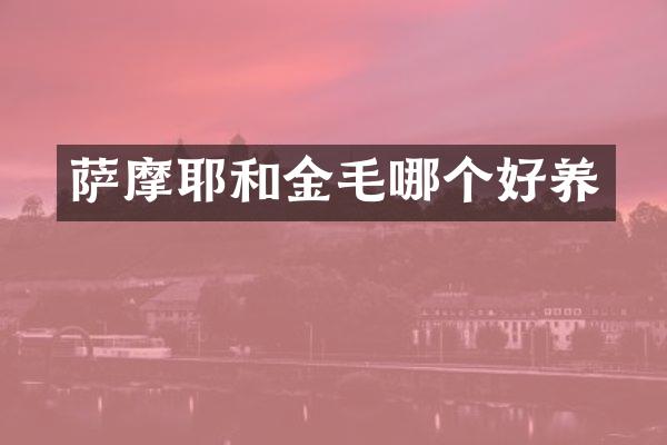 萨摩耶和金毛哪个好养