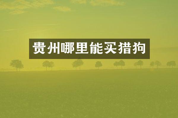 贵州哪里能买猎狗