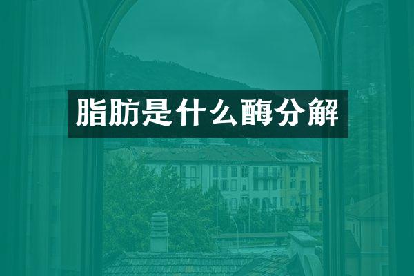 脂肪是什么酶分解