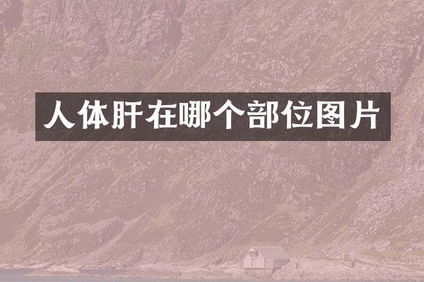 人体肝在哪个部位图片