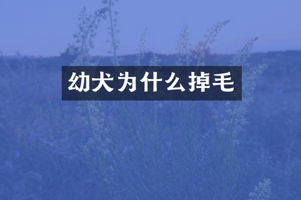 幼犬为什么掉毛