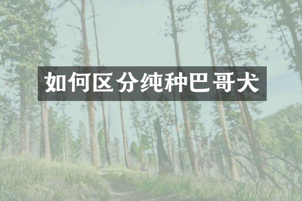 如何区分纯种巴哥犬