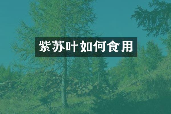 紫苏叶如何食用