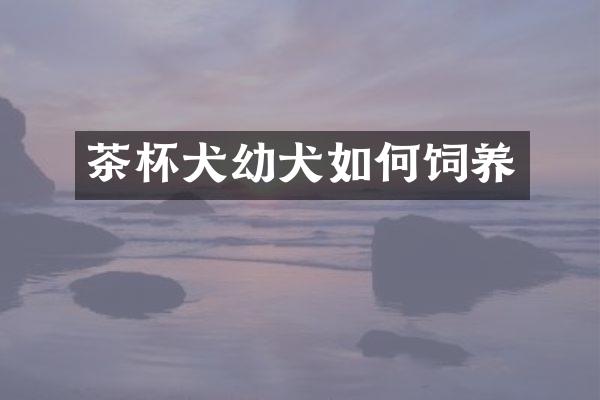 茶杯犬幼犬如何饲养