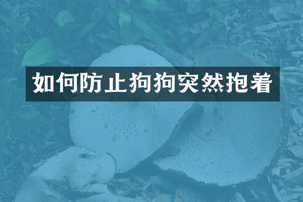 如何防止狗狗突然抱着