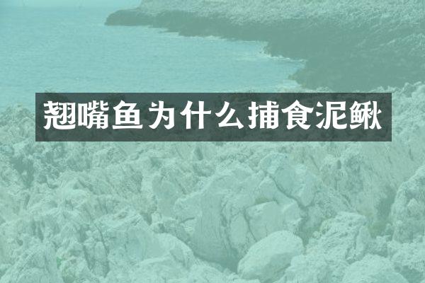 翘嘴鱼为什么捕食泥鳅
