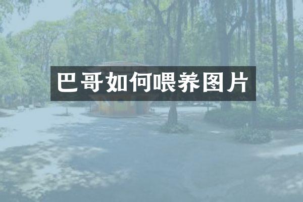 巴哥如何喂养图片