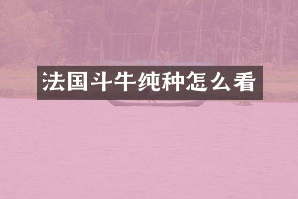 法国斗牛纯种怎么看