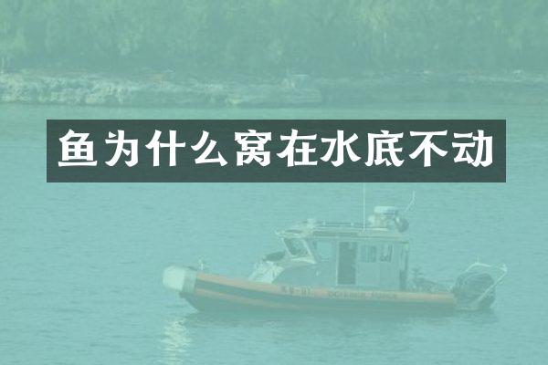 鱼为什么窝在水底不动