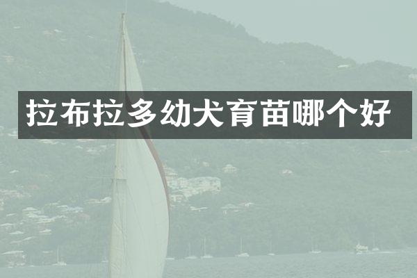 拉布拉多幼犬育苗哪个好