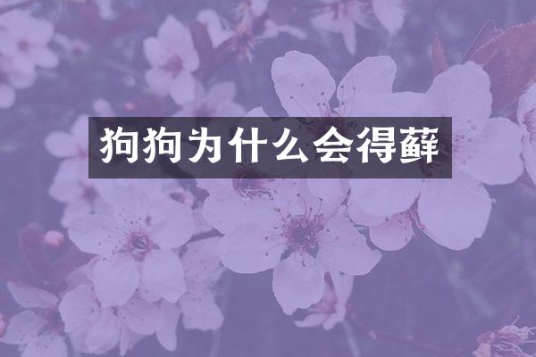 狗狗为什么会得藓