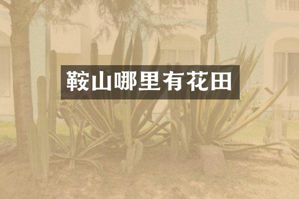 鞍山哪里有花田