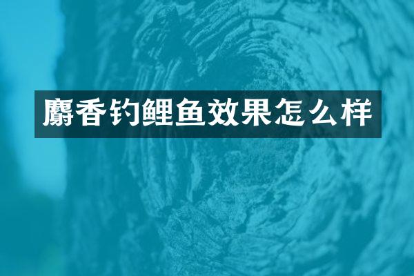 麝香钓鲤鱼效果怎么样