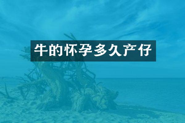 牛的怀孕多久产仔